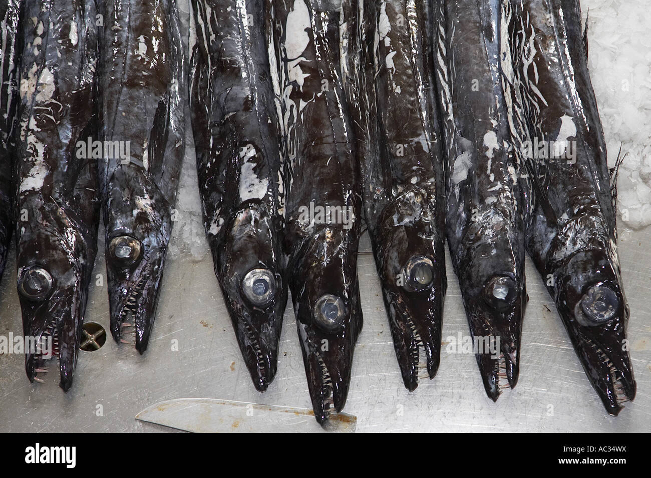 Cutlassfish atlantique à grands yeux, hairtail hairtail, grand-chef, largehead hairtail (Trichiurus lepturus), du marché aux poissons, P Banque D'Images