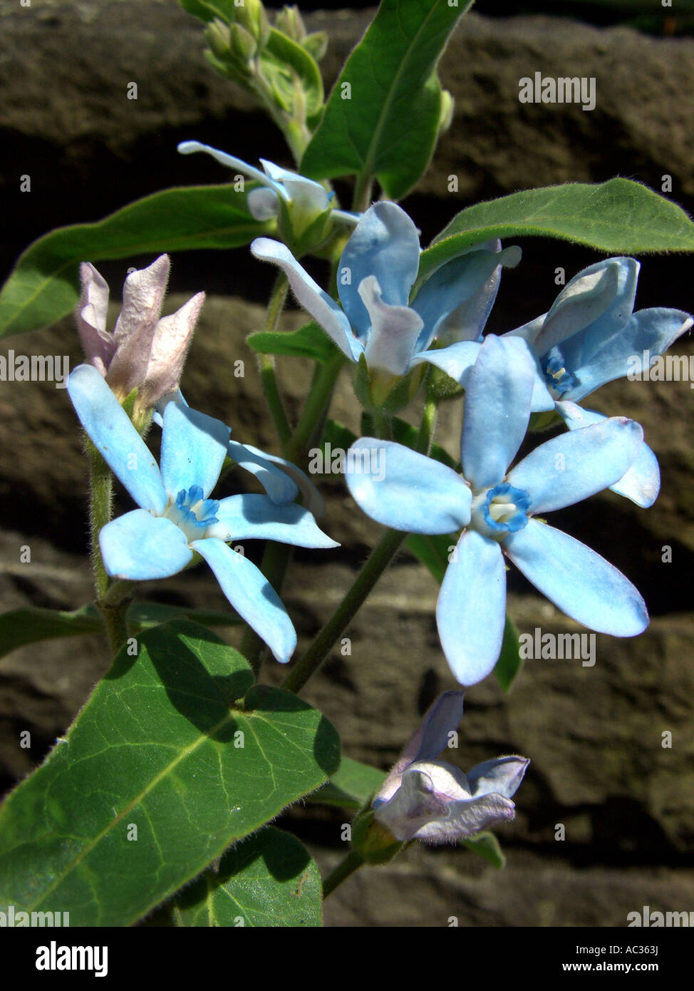 L'asclépiade, Star Fleur, Southern Star (Oxypetalum caeruleum, Tweedia caerulea), fleurs Banque D'Images