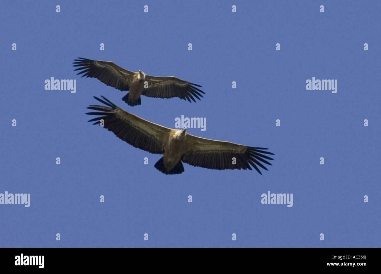 Vautour fauve (Gyps fulvus), en couple, en Espagne, l'Estrémadure, Naturschutzgebiet Monfrague Banque D'Images Vautour fauve (Gyps fulvus), en couple, en Espagne, l'Estrémadure, Naturschutzgebiet Monfrague Banque D'Images