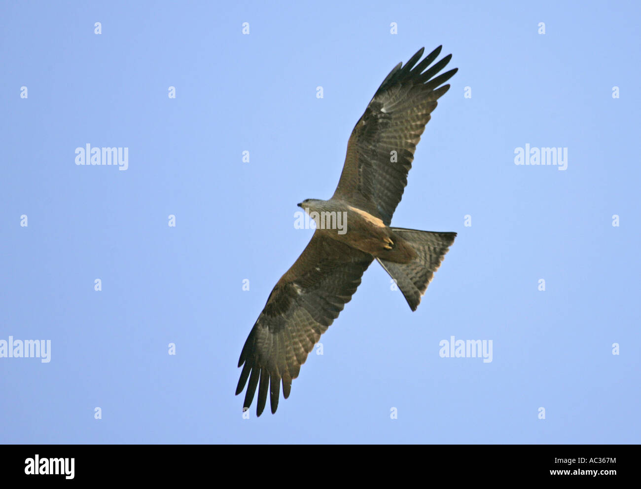 Milan noir, jaune-billed kite (Milvus migrans), silhouette, l'Espagne, l'Estrémadure, Plasencia Banque D'Images Milan noir, jaune-billed kite (Milvus migrans), silhouette, l'Espagne, l'Estrémadure, Plasencia Banque D'Images