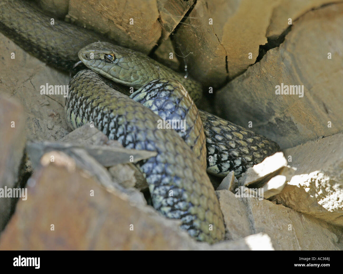 La couleuvre de Montpellier Malpolon monspessulanus insignitus (), en cachette, l'Espagne, l'Estrémadure Banque D'Images