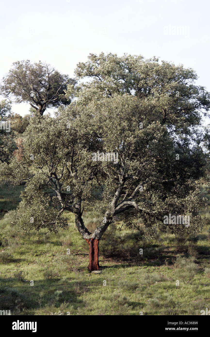 Chêne-liège (Quercus suber), pelée, arbre, l'Espagne, l'Estrémadure Banque D'Images Chêne-liège (Quercus suber), pelée, arbre, l'Espagne, l'Estrémadure Banque D'Images