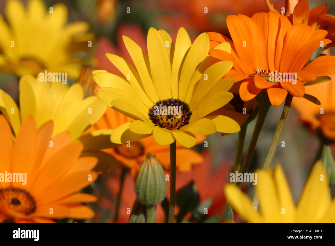 Afrique du Sud namaqualand fleurs Daisy Banque D'Images