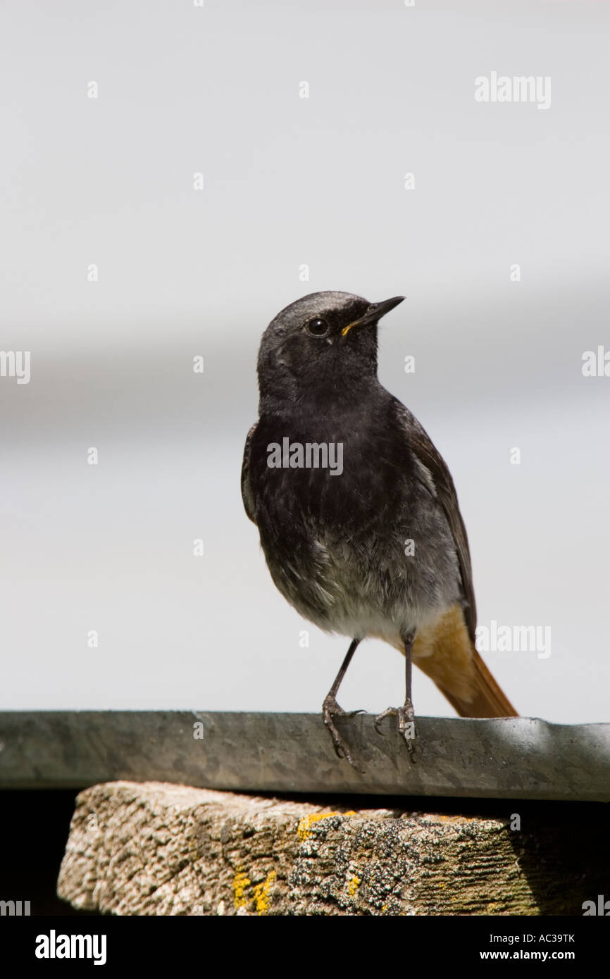 Rougequeue noir mâle perché sur toit de grange Banque D'Images