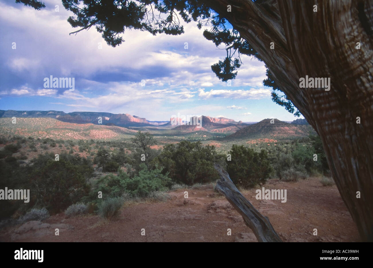 Une vue sur le désert dans le Red Rock State Park, Arizona, à l'ouest de Sedona. Banque D'Images