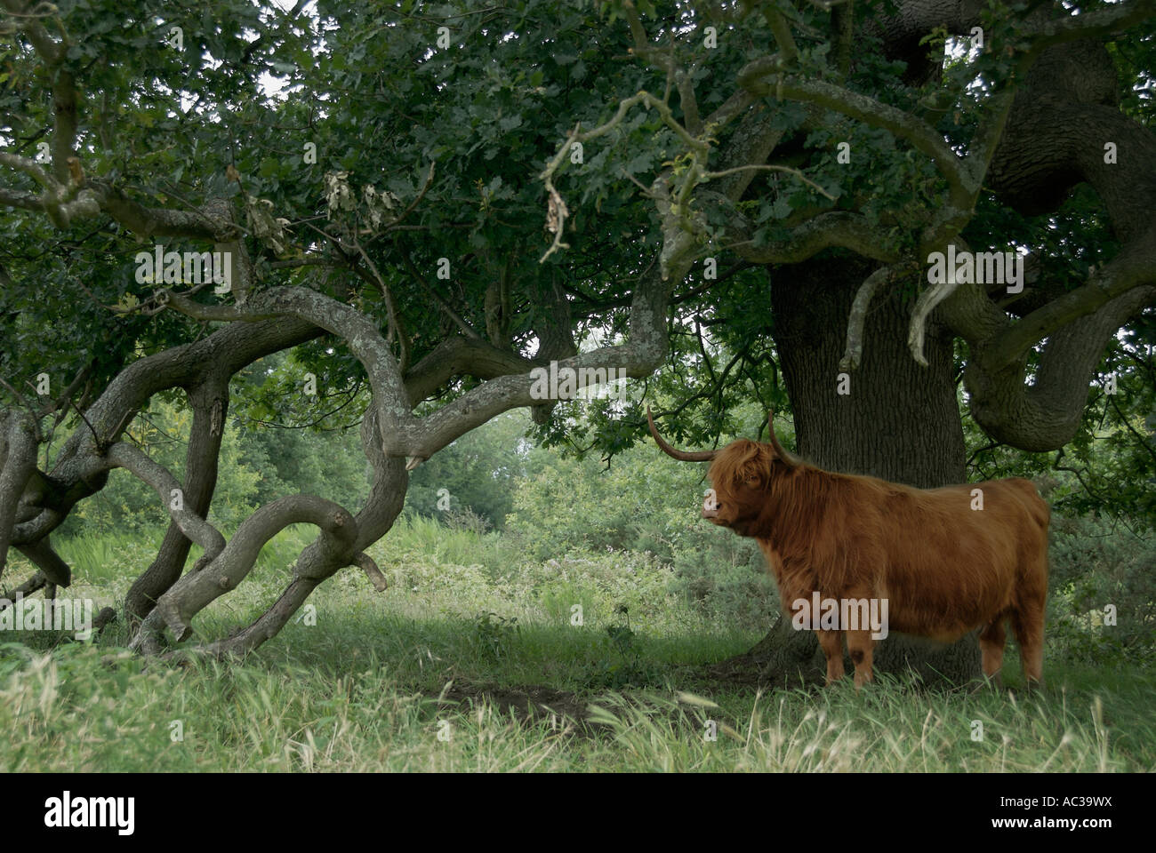 Un taureau fier debout sous un arbre Banque D'Images