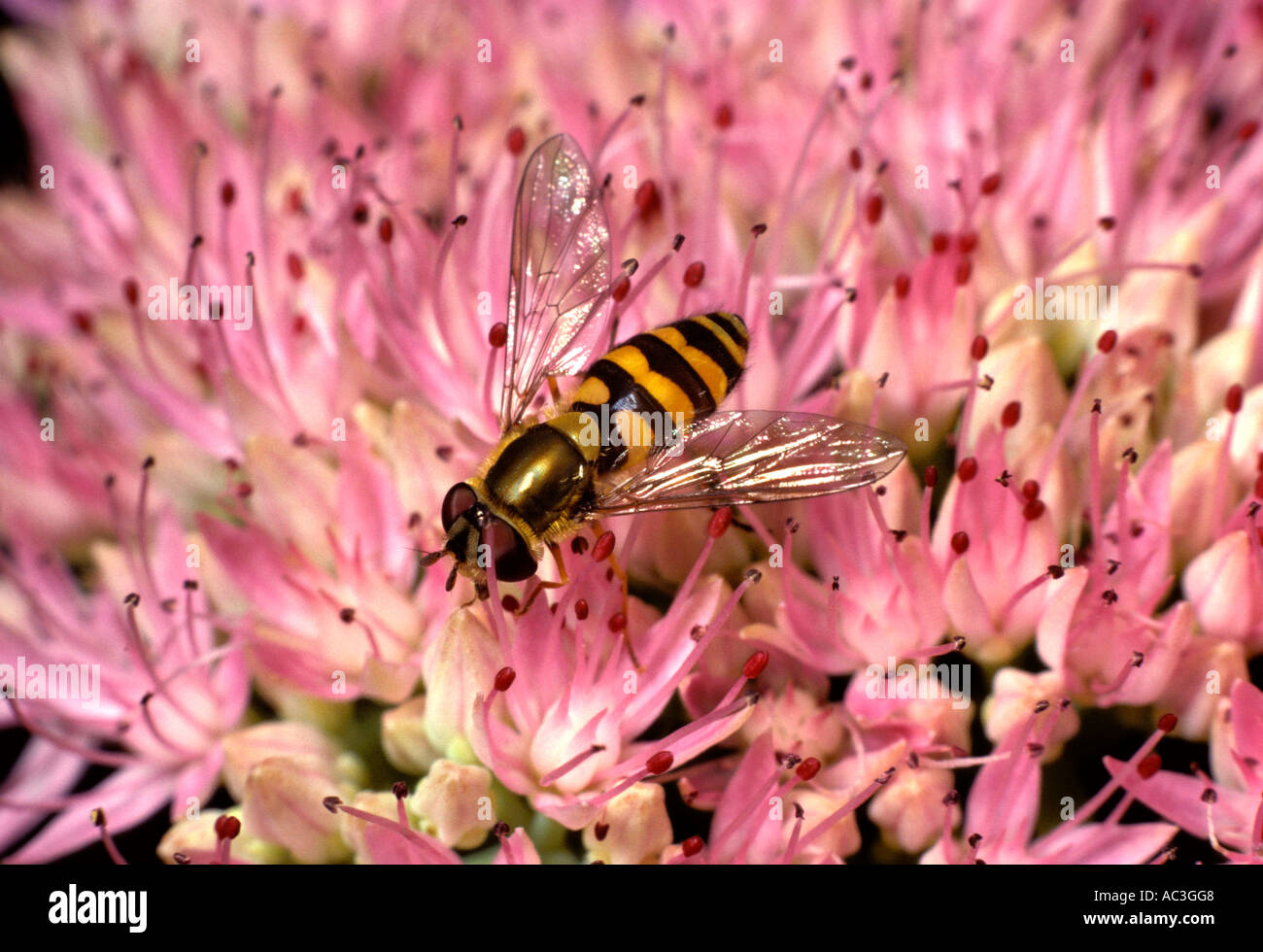 Hoverfly Syrphus vitripennis sur fleur rose United Kingdom Banque D'Images