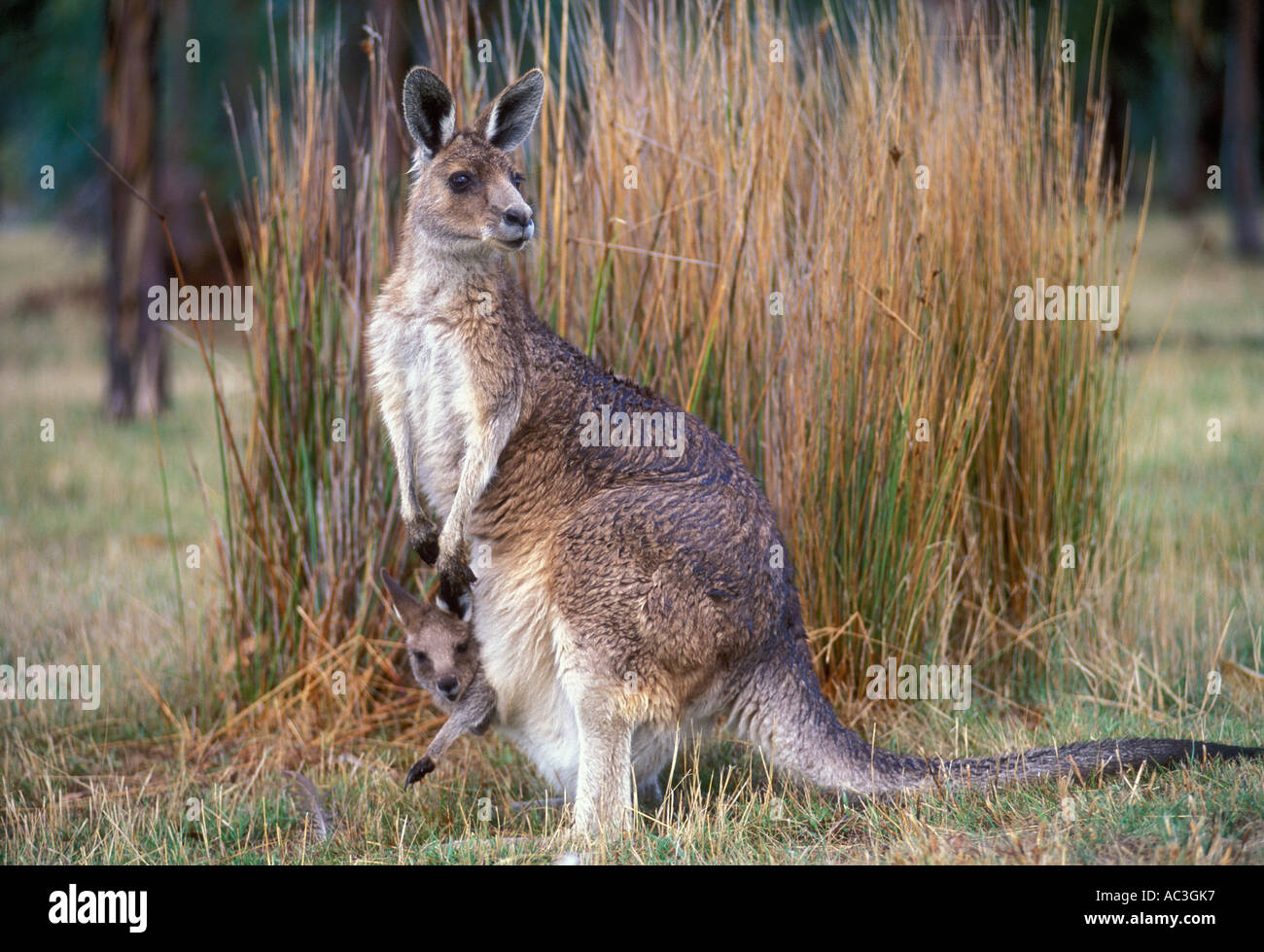 Kangourou gris de l'Macropus giganteus Forester et joey femelle photographiée en Tasmanie, Australie Banque D'Images