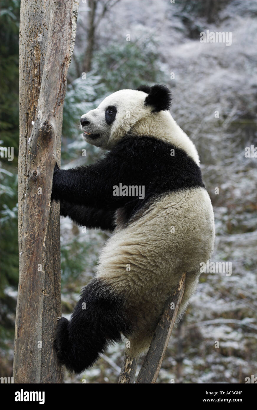 Panda géant Ailuropoda melanoleuca assis dans l'arbre de recherche et de Conservation Centre de Wolong Sichuan Province du Sichuan Chine Banque D'Images