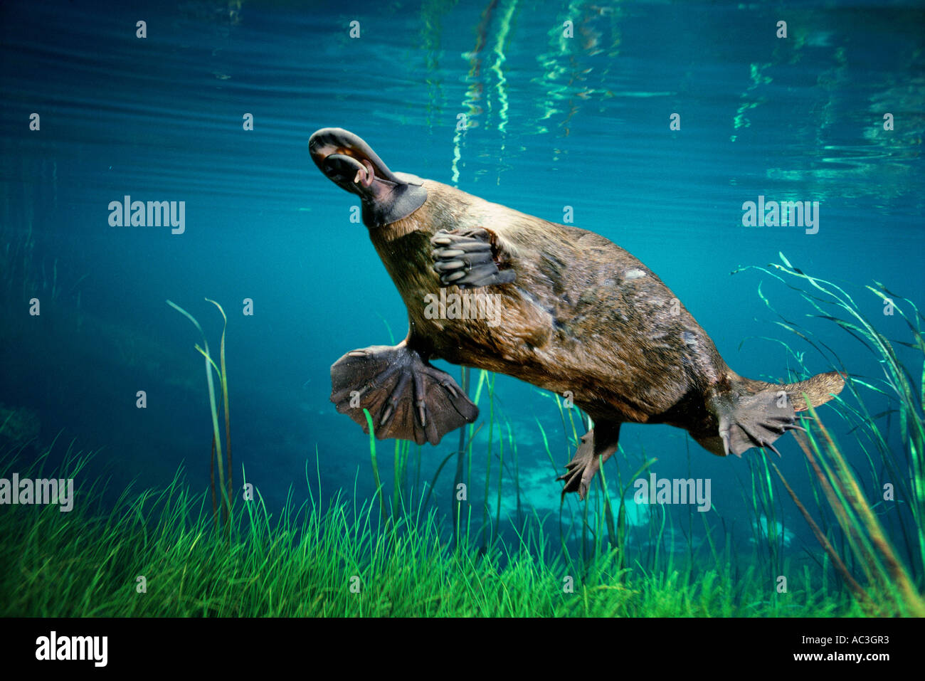 Ornithorhynchus anatinus ornithorynque avec ver en loi photographié en Tasmanie en Australie Banque D'Images