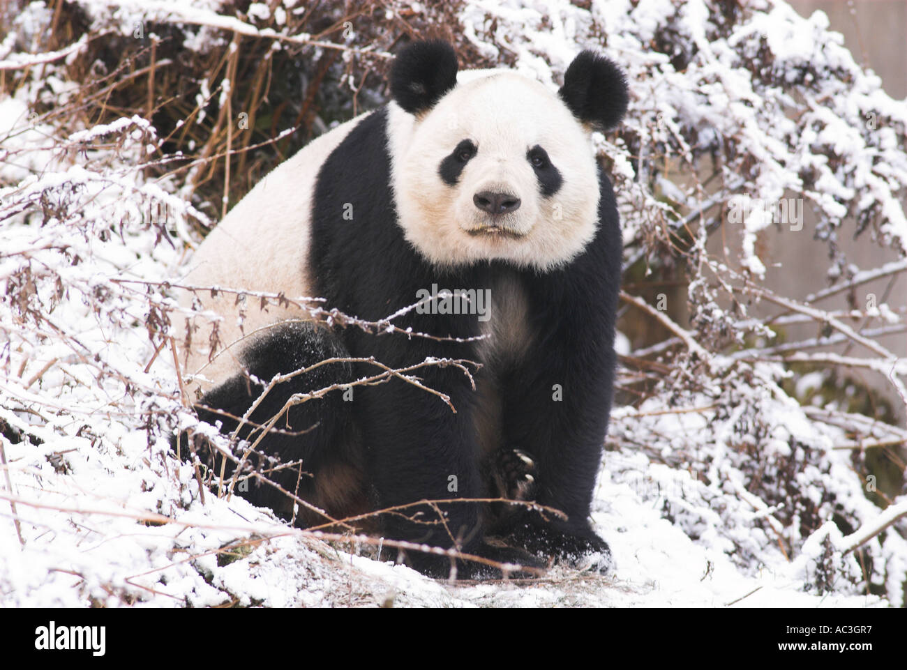 Panda géant Ailuropoda melanoleuca dans paysage de neige Centre de conservation et de recherche de Wolong Sichuan Province du Sichuan Chine Banque D'Images