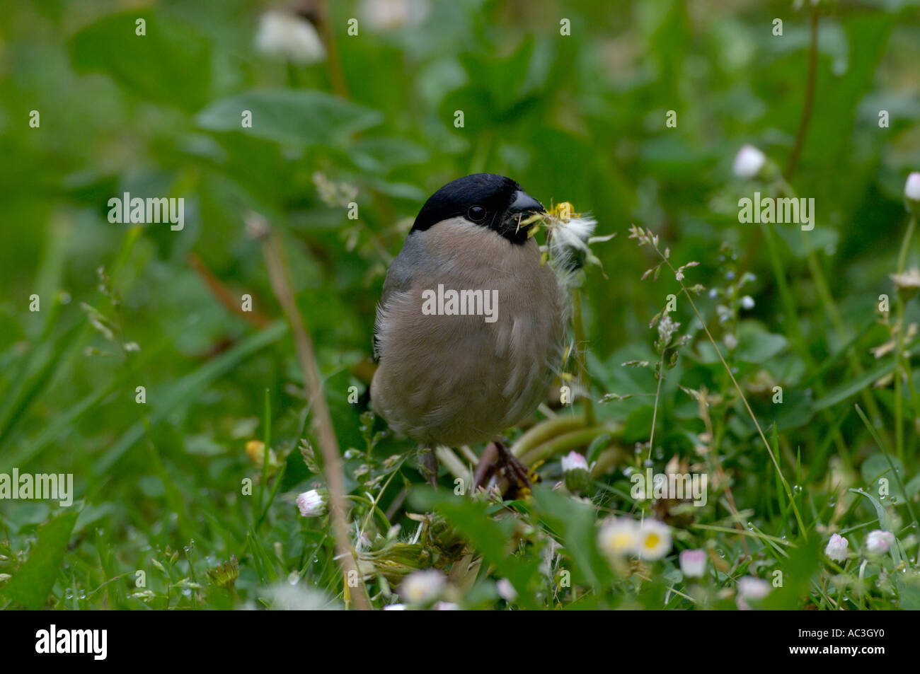 Pyrrhula pyrrhula Bouvreuil alimentation femelle graines de pissenlit photographié en UK Banque D'Images