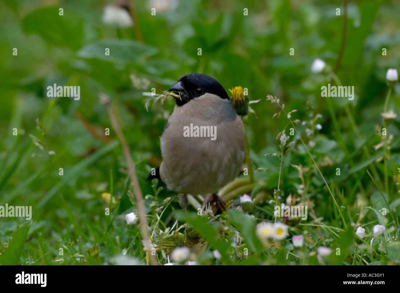 Pyrrhula pyrrhula Bouvreuil alimentation femelle graines de pissenlit photographié en UK Banque D'Images