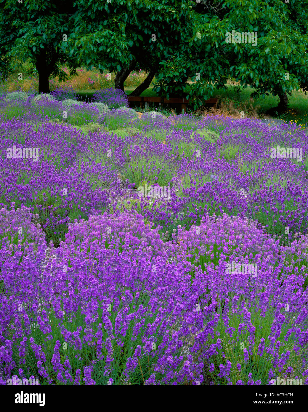Vashon Island, WA : lignes incurvées de lavande Lavendula vera dans un champ cultivé Banque D'Images Vashon Island, WA : lignes incurvées de lavande Lavendula vera dans un champ cultivé Banque D'Images