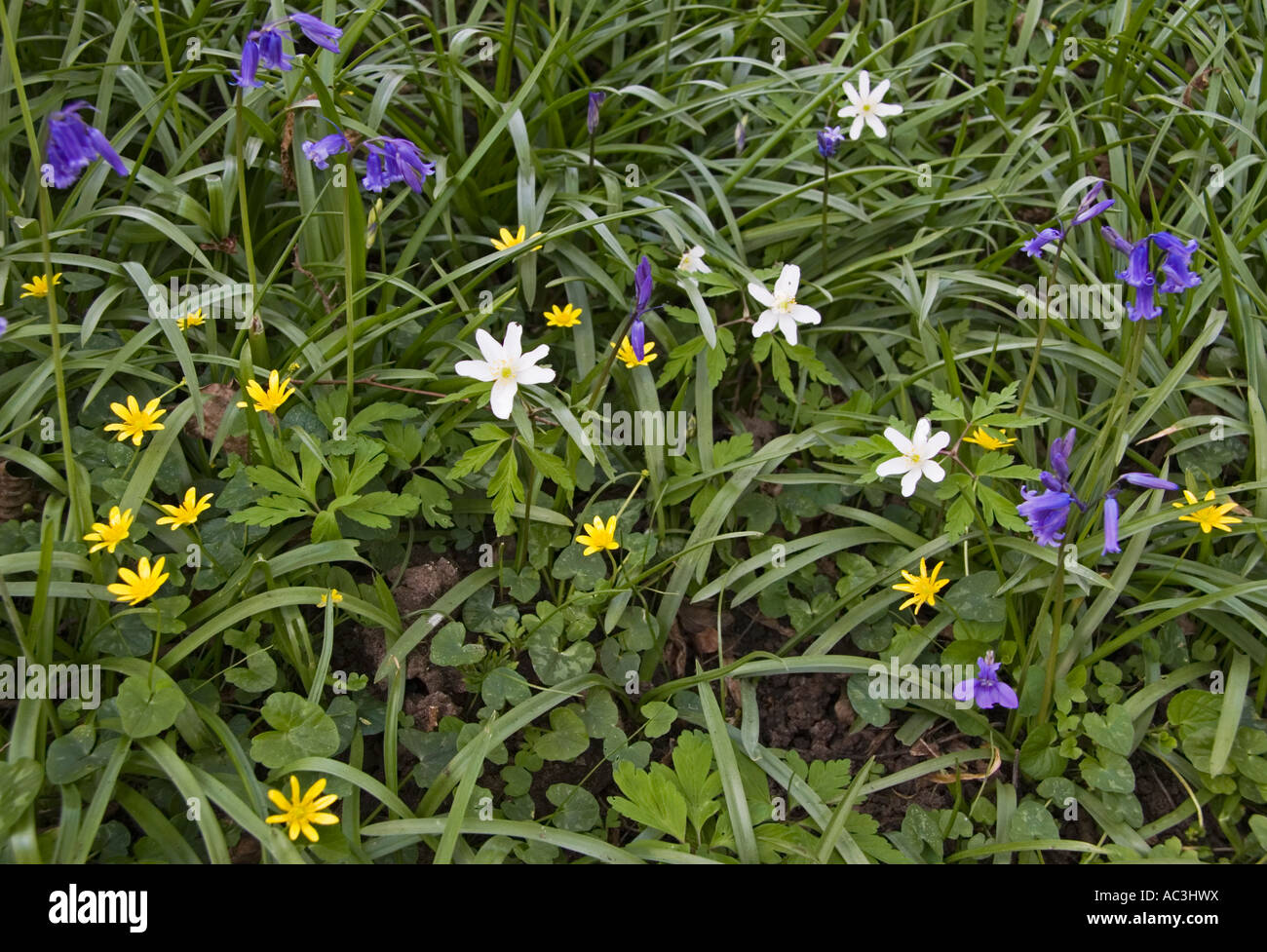 Fleurs jacinthes des bois Anémone Celandines Banque D'Images