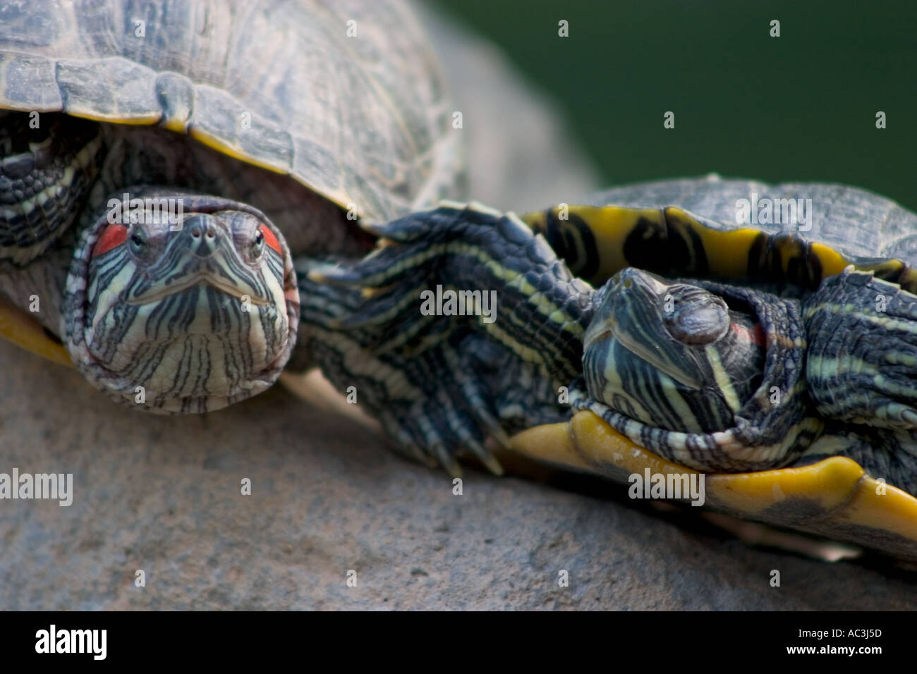 Une tortue Couple Holding Hands Banque D'Images
