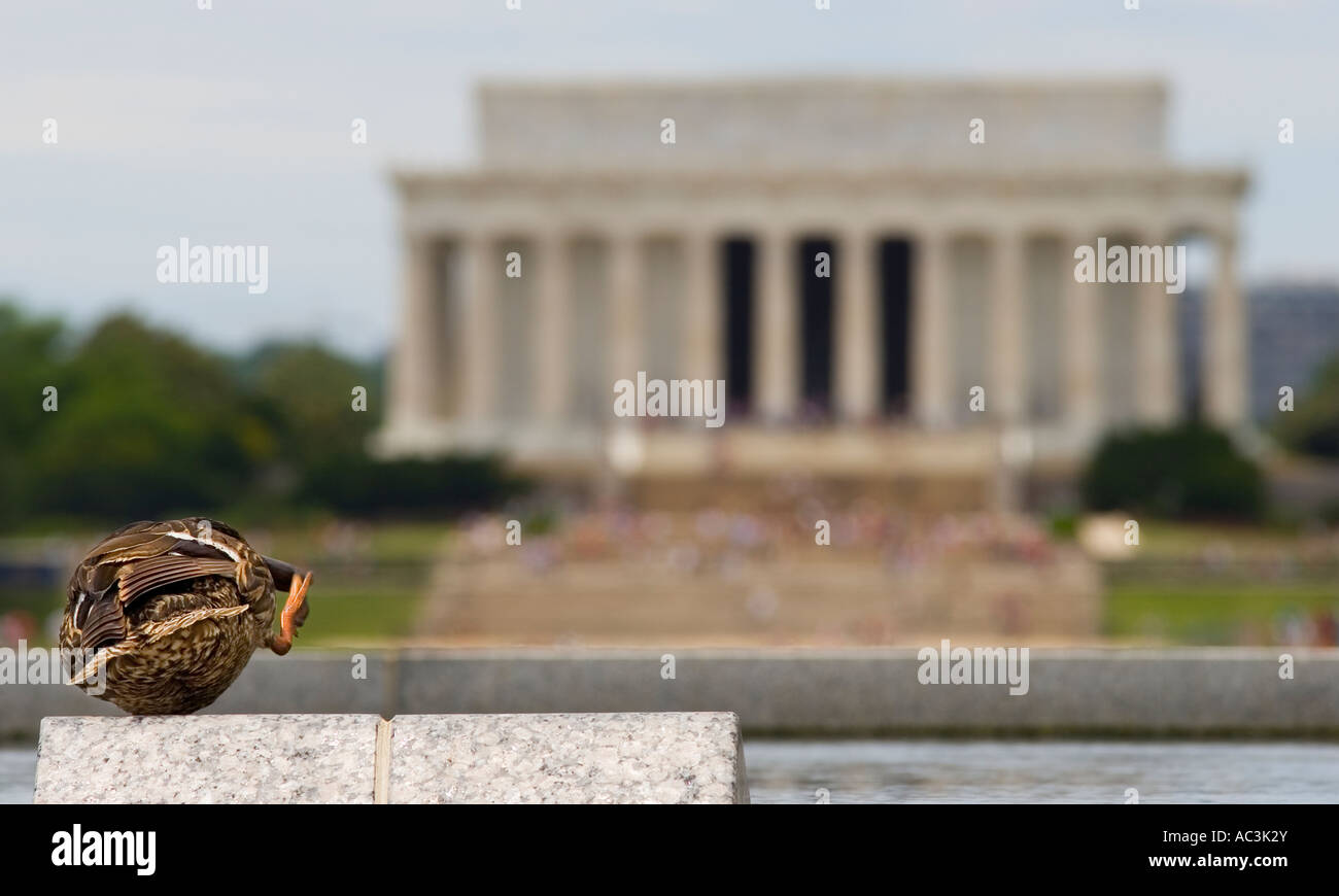 Un nettoyage de canard son projet de loi par le National Mall Reflecting Pool à Washington D.C. Lincoln Memorial en arrière-plan. Banque D'Images