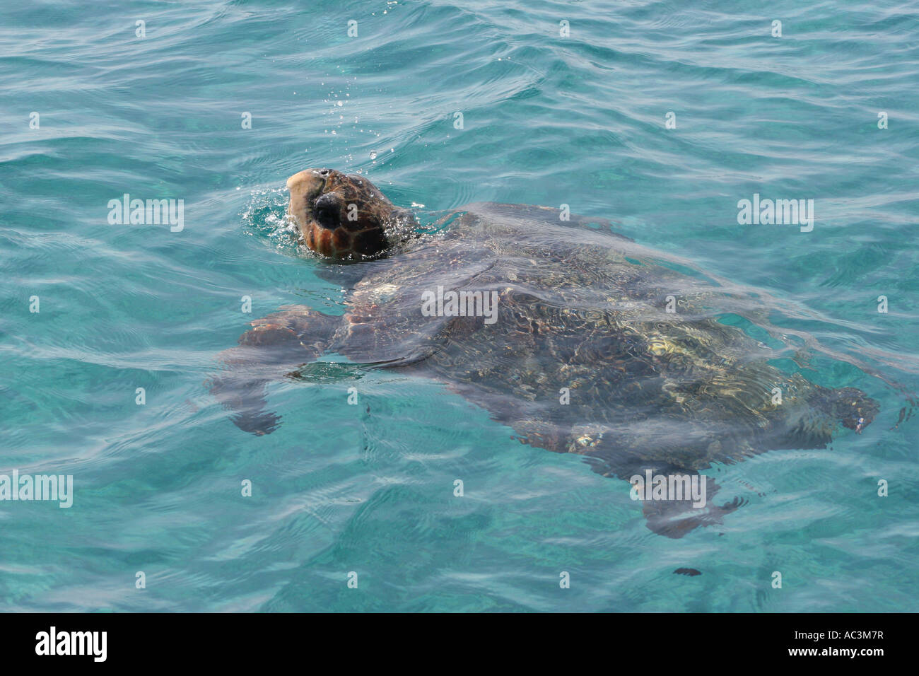 Tortue sauvage de Zakynthos. Zante, Grèce Banque D'Images