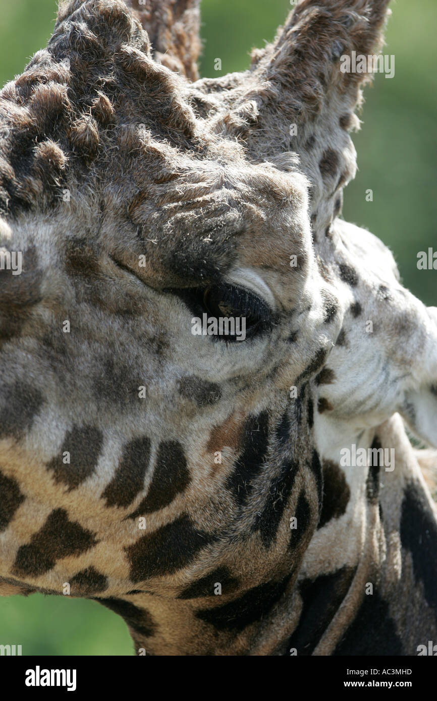 Girafe s head closeup Banque D'Images