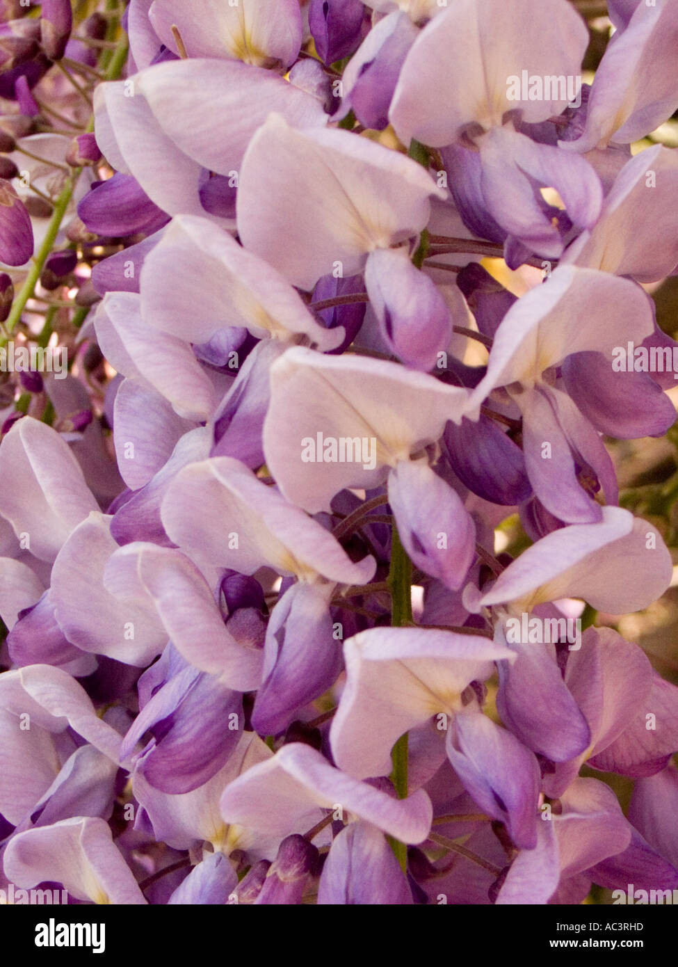 Close up de fleurs de glycine Banque D'Images