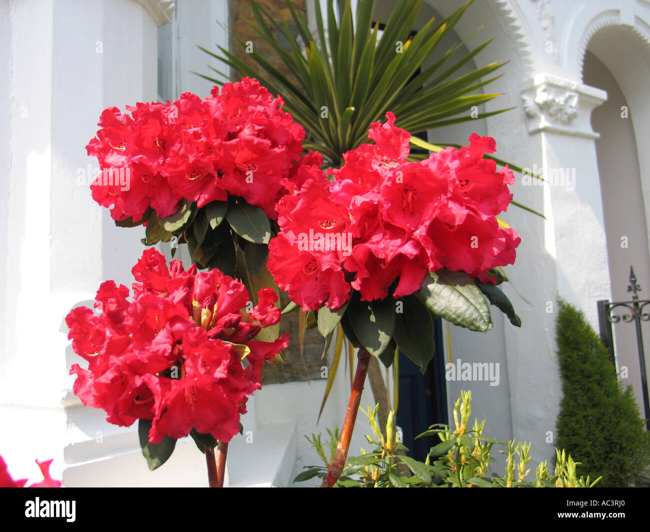 Rhododendron plante cultivée en pot de fleur Banque D'Images