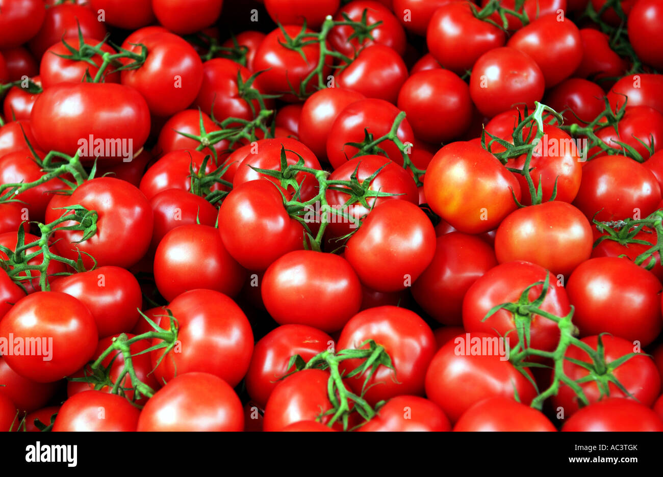 Tomates mûres sur la vigne à la vente à un décrochage du marché Banque D'Images