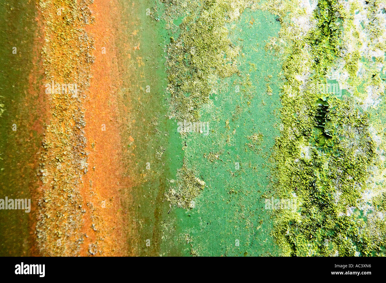 Motif texturé de couleur de rouille et les algues sur les feuilles d'acier Banque D'Images