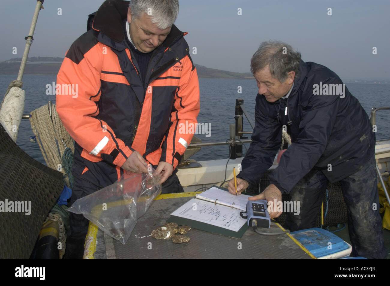 Les huîtres retirées de l'estuaire de Fal à Cornwall pour contrôler la qualité des eaux et la sécurité pour manger par Gary Cooper Santé port Fa Banque D'Images