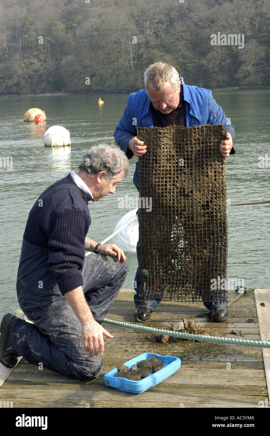 Les huîtres retirées de l'estuaire de Fal à Cornwall pour contrôler la qualité des eaux et la sécurité pour manger par Gary Cooper Santé port Fa Banque D'Images