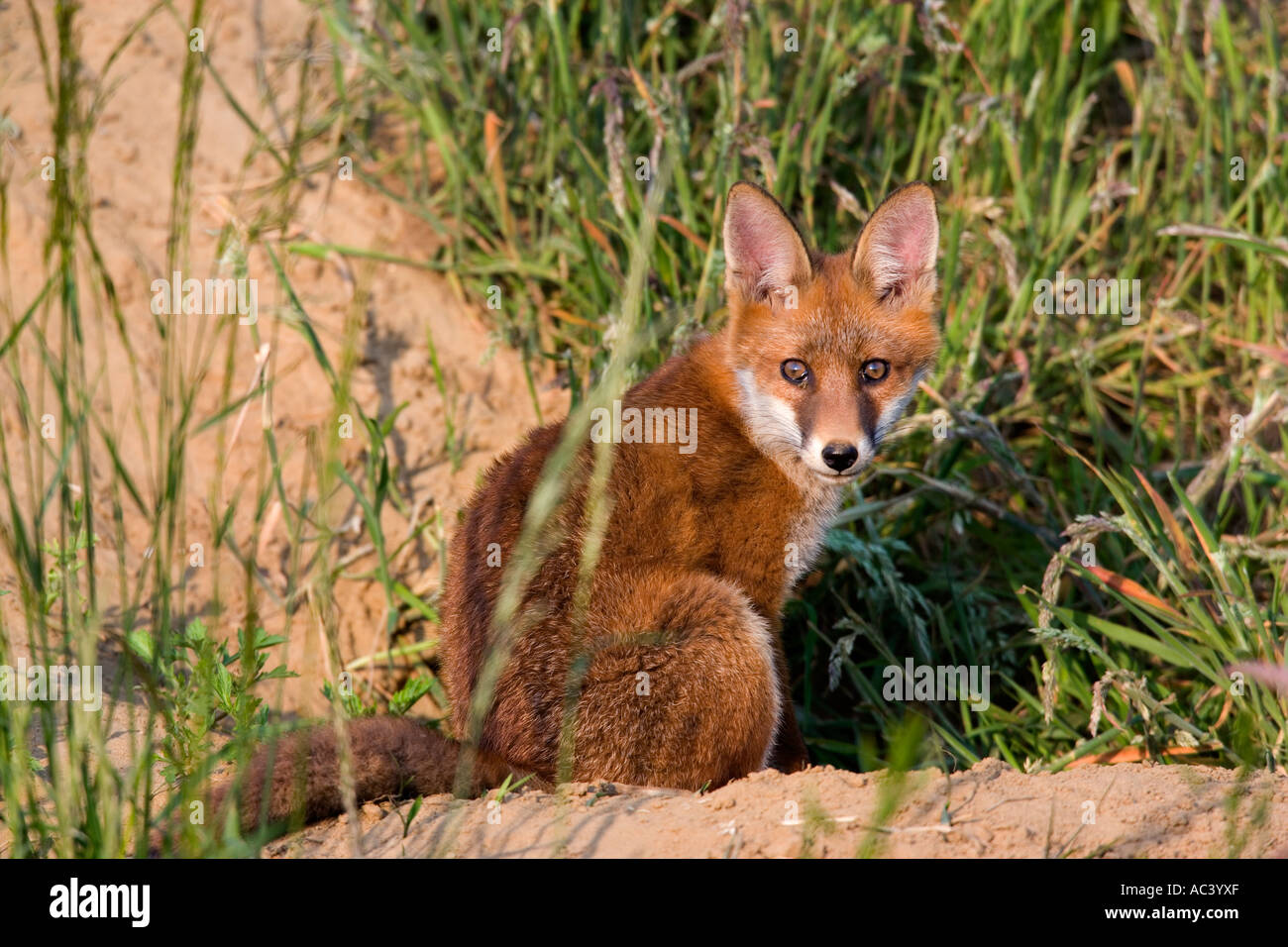 Le renard roux Vulpes vulpes assis à terre à l'entrée à l'alerte par un après-midi ensoleillé bedfordshire potton Banque D'Images