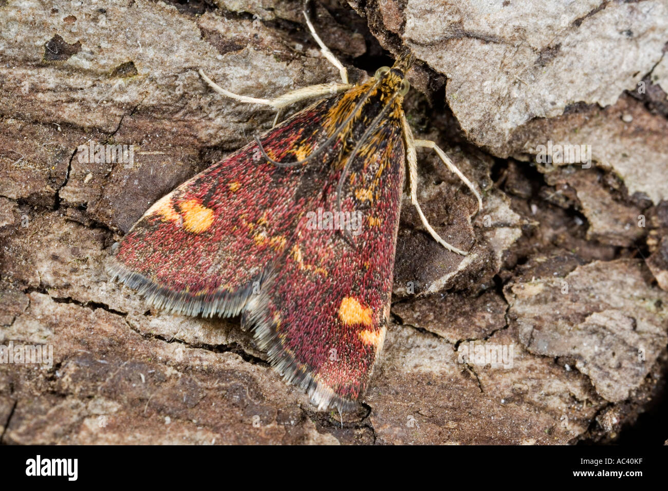 Pyrausta Aurata au repos sur l'écorce montrant les marques d'aile bedfordshire potton Banque D'Images