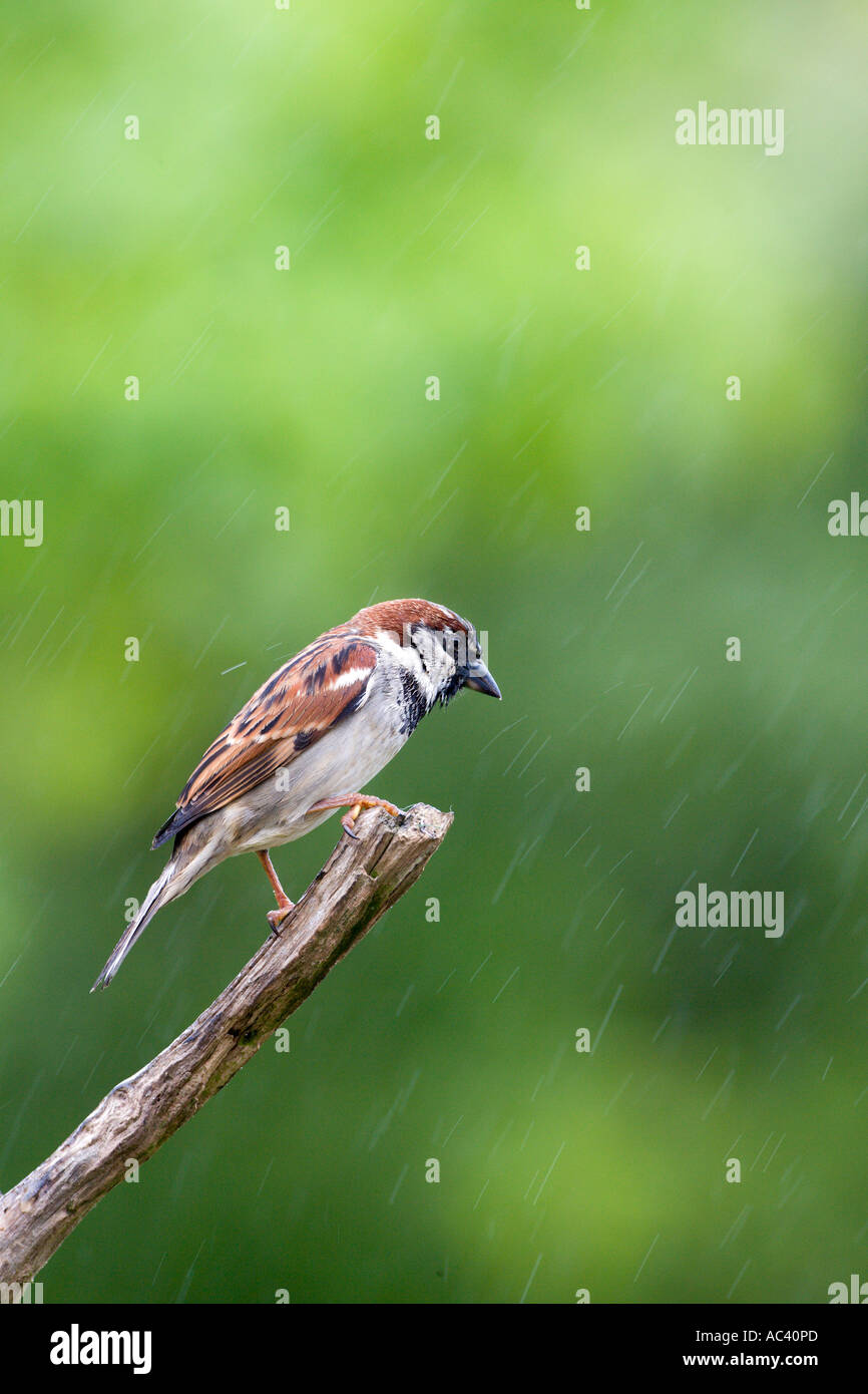 Moineau domestique Passer domesticus mâle perché sur une branche dans la pluie avec plumes humides avec alerte à la belle arrière-plan flou Banque D'Images