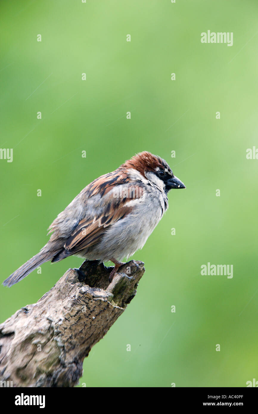 Moineau domestique Passer domesticus mâle perché sur une branche dans la pluie avec plumes humides avec alerte à la belle arrière-plan flou Banque D'Images