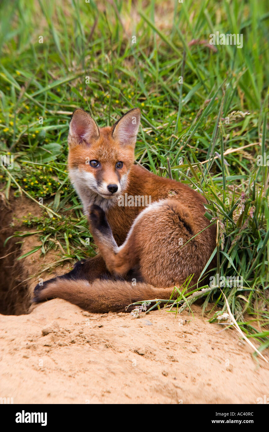 Les jeunes Le renard roux Vulpes vulpes hors terre à alerte avec oreilles jusqu'Potton Bedfordshire Banque D'Images