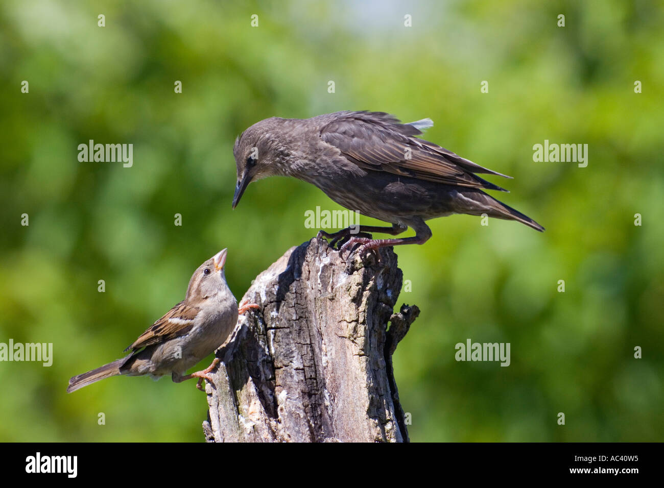 Sansonnet Sturnus vulgaris jeune oiseau auxquels House Sparrow Passer domesticus sur se connecter avec un joli fond de potton Banque D'Images
