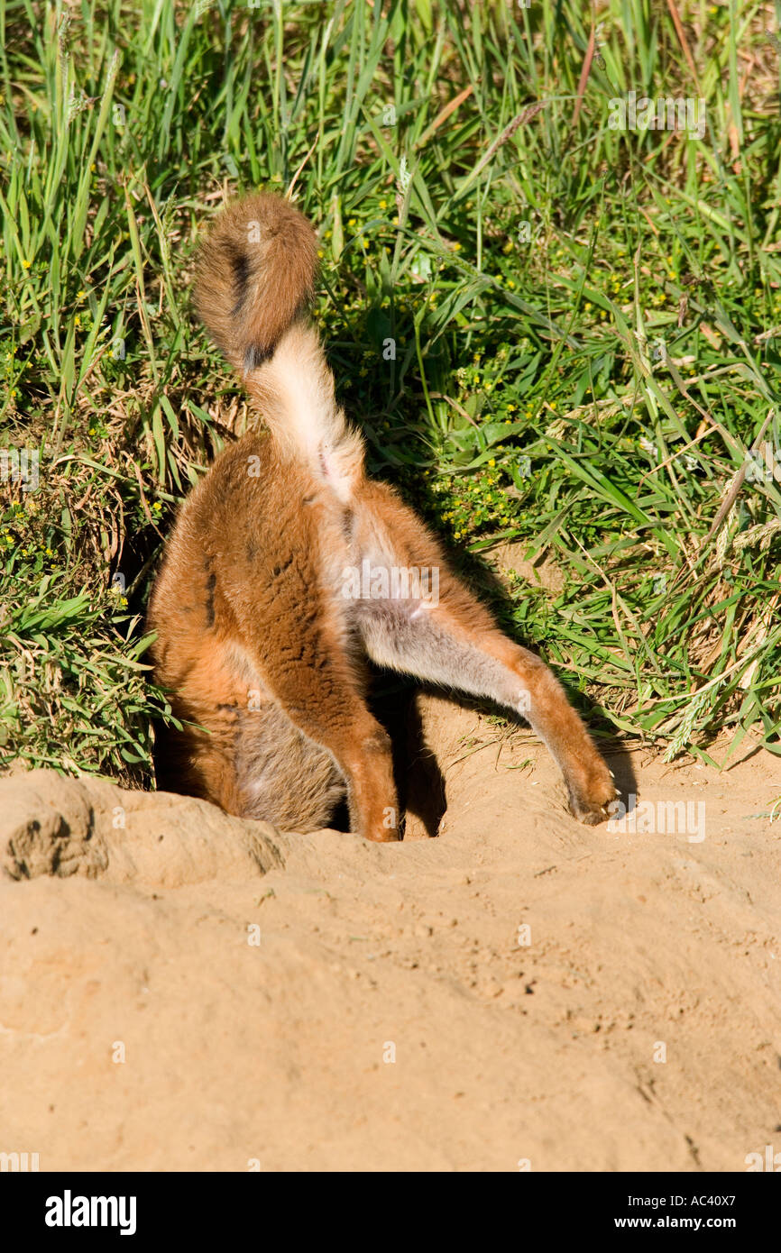 Les jeunes le Renard roux Vulpes vulpes avec tête et queue trou don collage hors de Potton Bedfordshire Banque D'Images