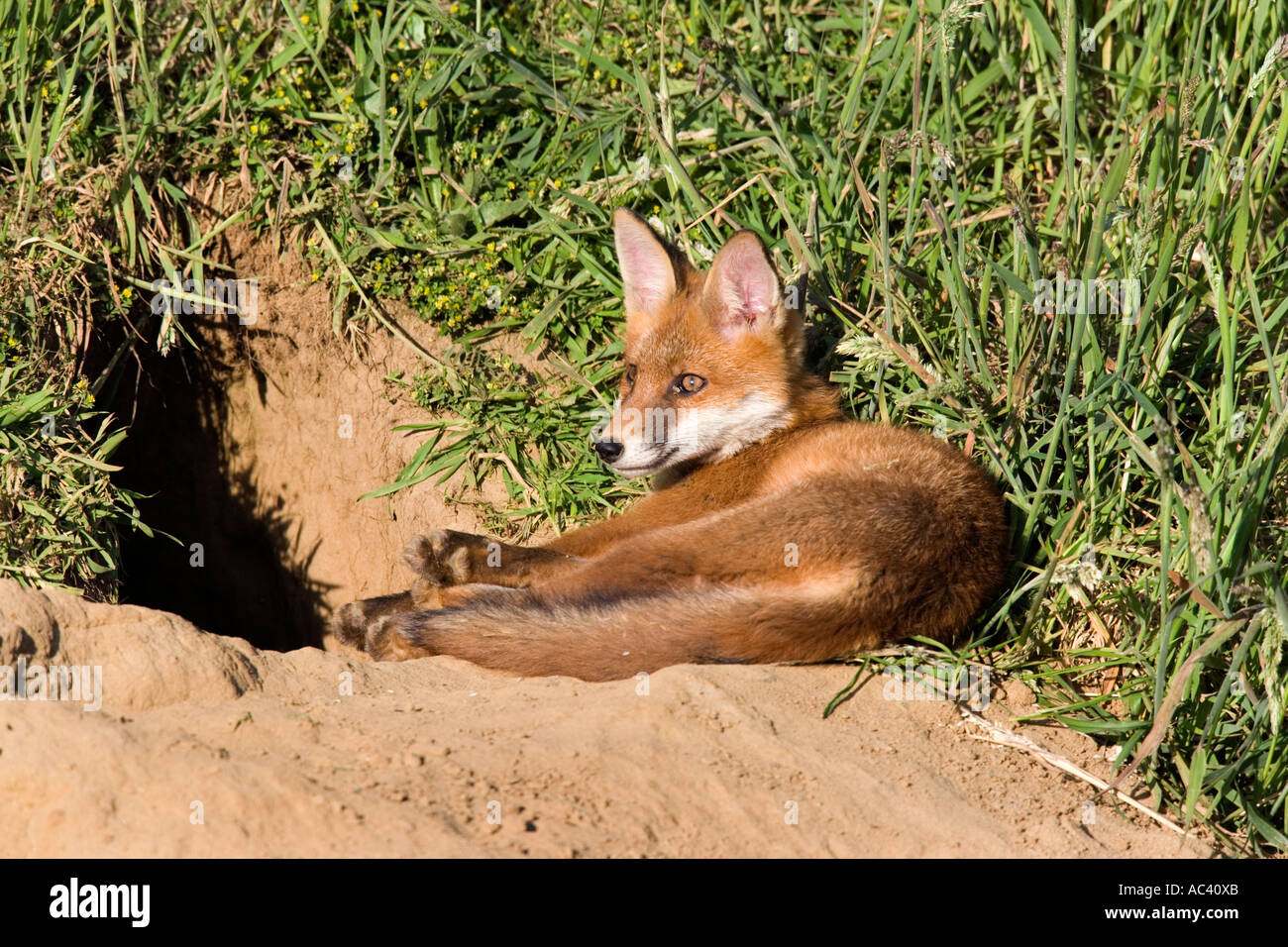 Les jeunes le Renard roux Vulpes vulpes portant à l'extérieur de la terre dans le soleil à Potton alerte Bedfordshire Banque D'Images