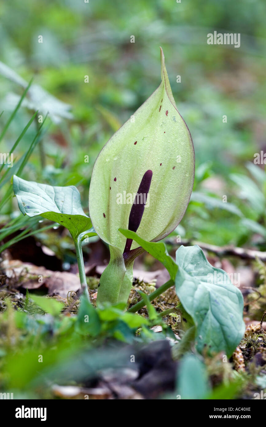 Lords and ladies Arum maculatum arum sauvage aussi connu sous le nom de pinte et coucou waresley cambridgeshire bois Banque D'Images