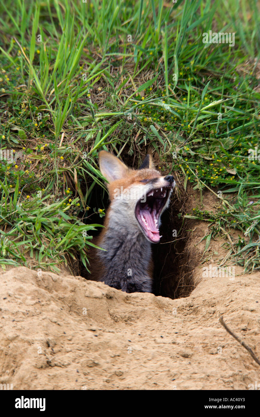 Red Fox cub à l'entrée de la terre le bâillement Vulpes vulpes potton bedfordshire Banque D'Images