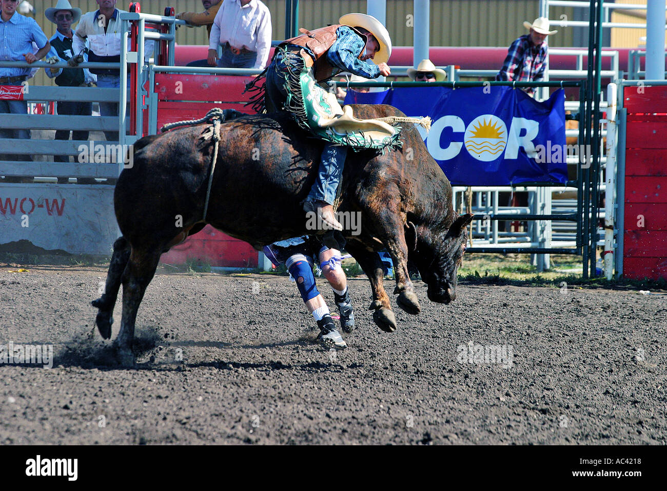 Bareback Bull Rider Canada Banque D'Images