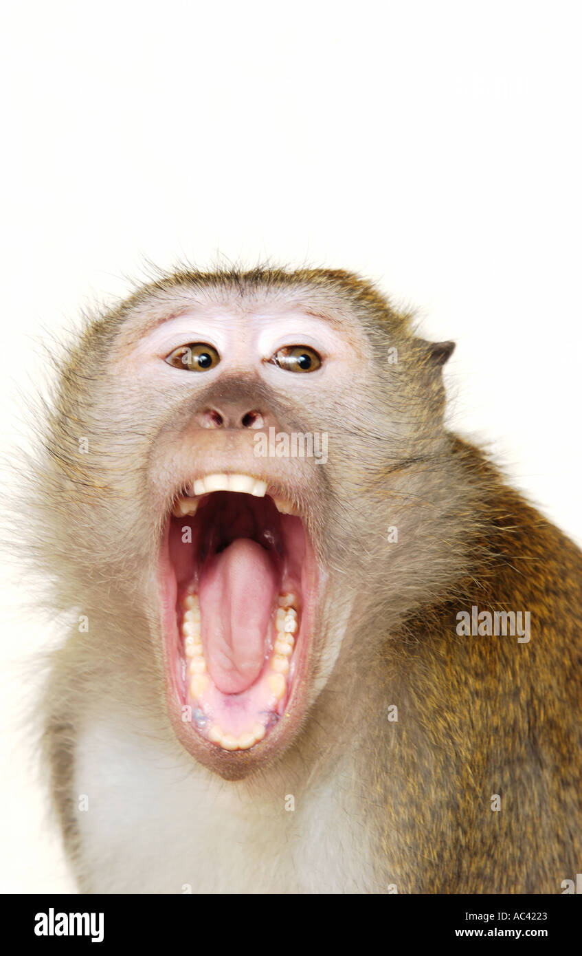 Singe avec la bouche ouverte Banque D'Images