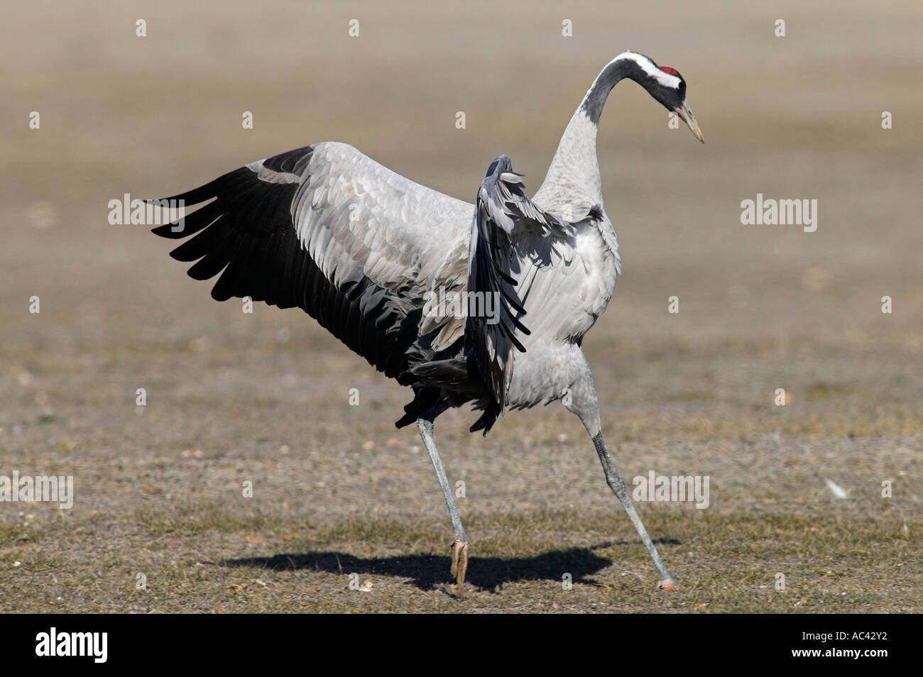 Politique européenne Crane (Grus grus). Gallocanta, Espagne Banque D'Images