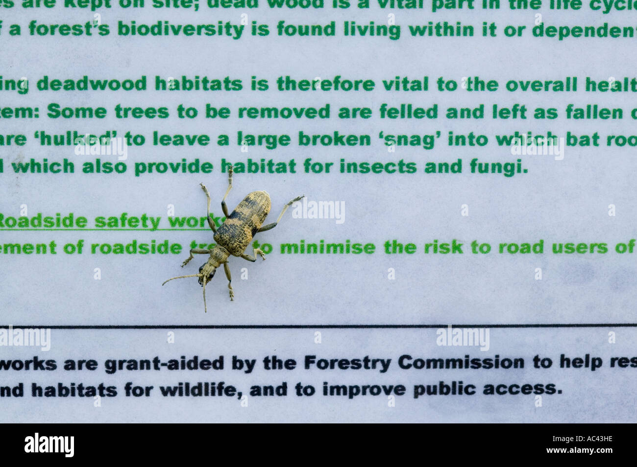 Un scarabée sur un autre signe qui est la promotion de la biodiversité et la gestion des zones boisées pour promouvoir les insectes. Ambleside, Cumbria, Royaume-Uni Banque D'Images