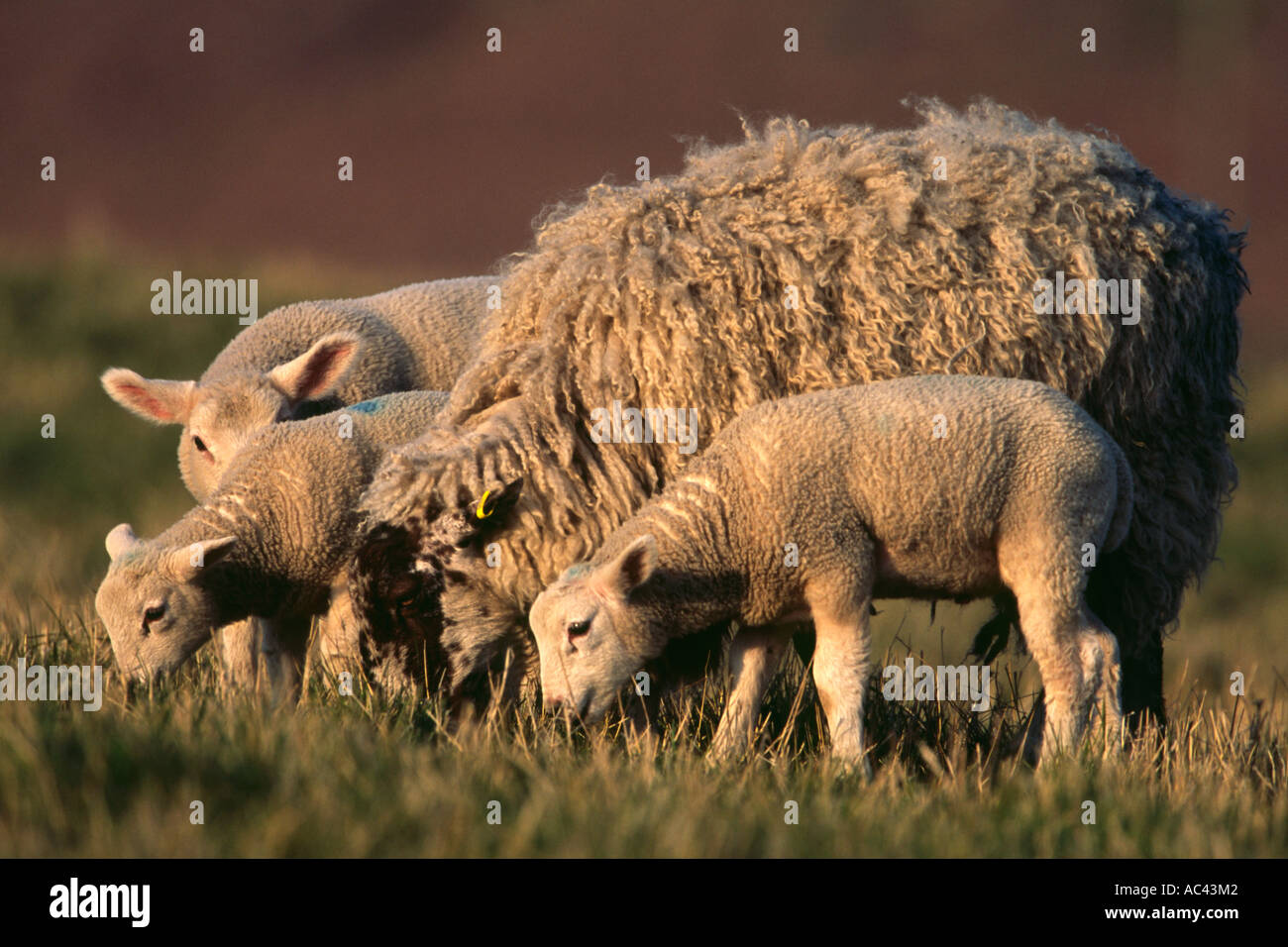 Face blanche brebis avec agneaux pâturage x3 Banque D'Images