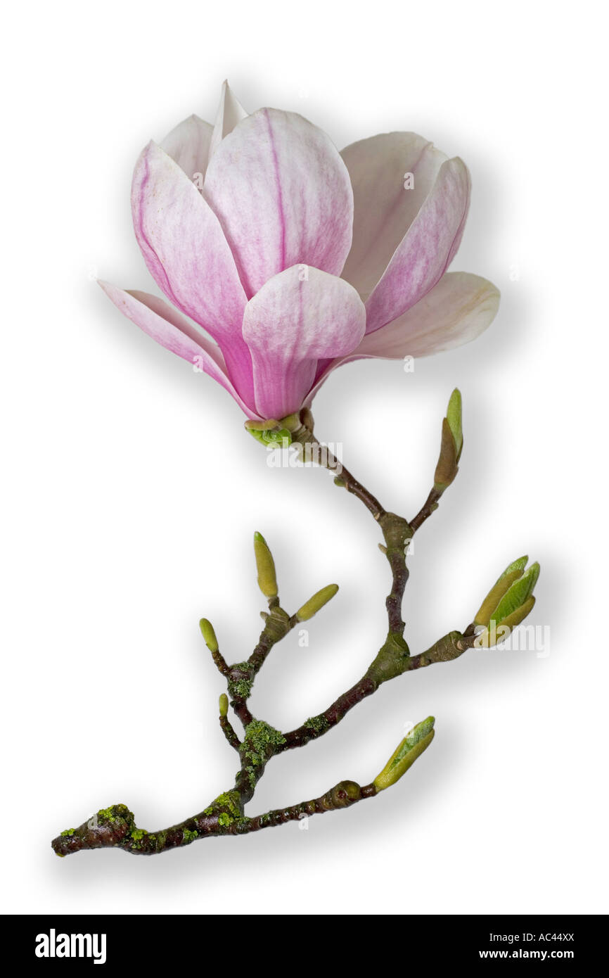 Fleur de magnolia une soucoupe photographié dans le studio (France). Fleur de magnolia (Magnolia x soulangeana) photographiée en studio Banque D'Images