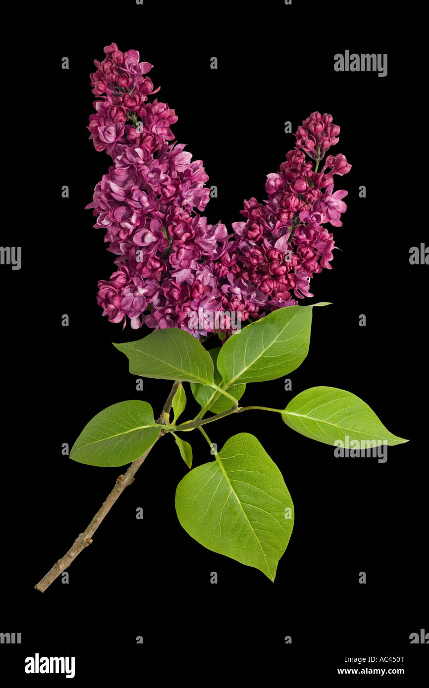 Fleurs sur une branche de lilas commun (Syringa vulgaris). Fleurs sur une branche de lilas (Syringa vulgaris). Banque D'Images