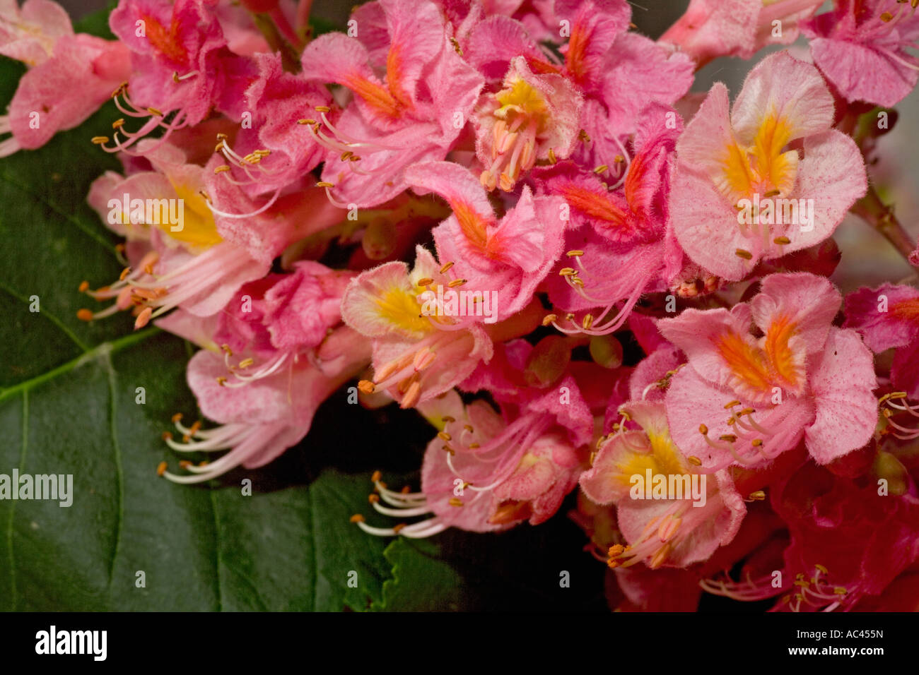En mai, Rouge merisier fleurs (France). Fleurs de marronnier rouge ...