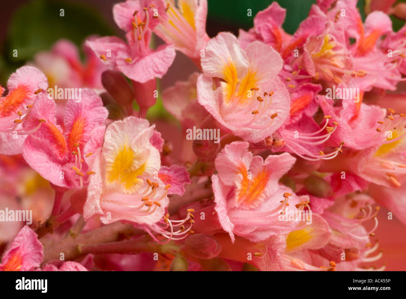 En mai, Rouge merisier fleurs (France). Fleurs de marronnier rouge ...
