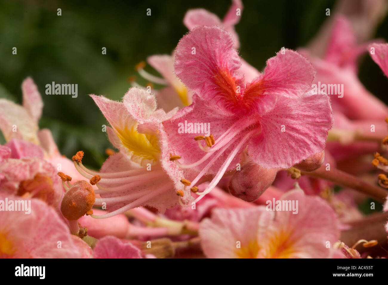 En mai, Rouge merisier fleurs (France). Fleurs de marronnier rouge ...