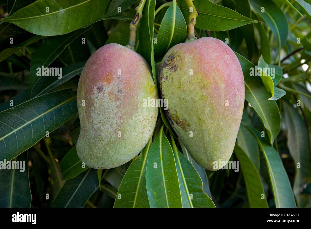 Dans un manguier (Mangifera indica) fructification. Le Mexique. Fruits en manguier (Mangifera indica). Mexique. Banque D'Images